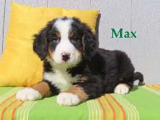 Bernese puppies.