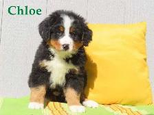 Bernese puppies. - Photo 2