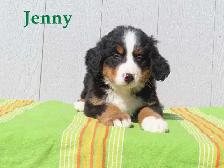 Bernese puppies. - Photo 3