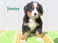 Bernese puppies. - Photo 4