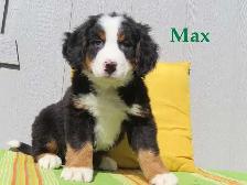 Bernese puppies. - Photo 5