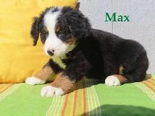 Bernese puppies. - Photo 6