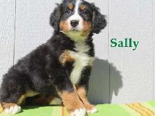 Bernese puppies. - Photo 7