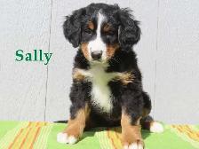 Bernese puppies. - Photo 8