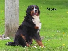 Bernese puppies. - Photo 9