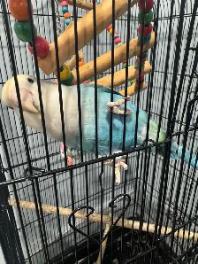 Two love birds for sale