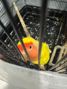 Two love birds for sale - Photo 2