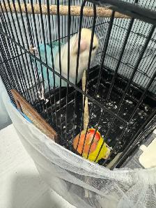 Two love birds for sale - Photo 3