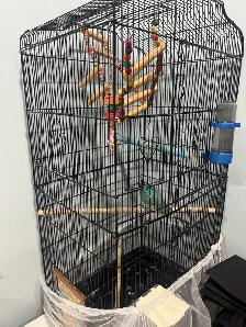 Two love birds for sale - Photo 4