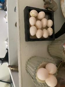 Hatching eggs