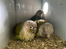 Baby birds available