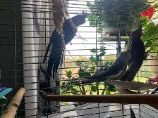 Baby birds available - Photo 2