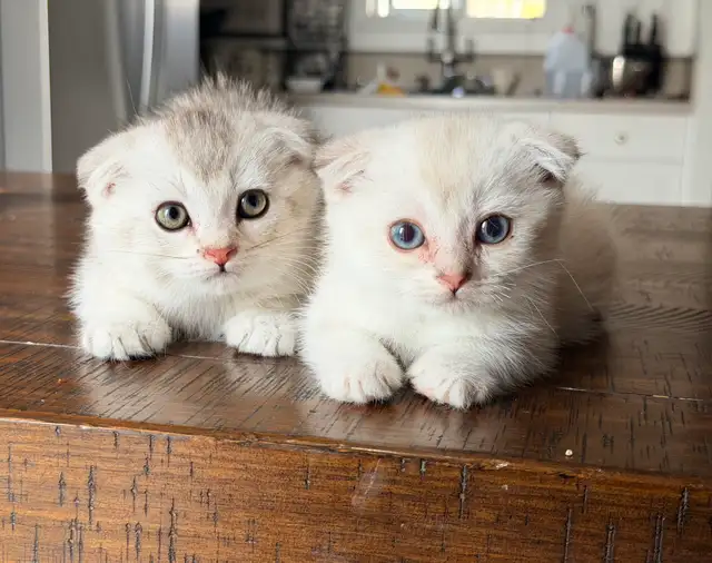 Scottish Fold Kittens (both females)