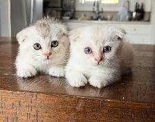 Scottish Fold Kittens (both females)
