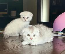 Scottish Fold Kittens (both females) - Photo 3