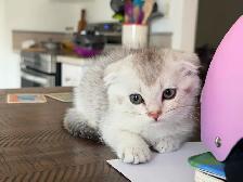Scottish Fold Kittens (both females) - Photo 5