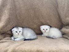 Scottish Fold Kittens (both females) - Photo 10