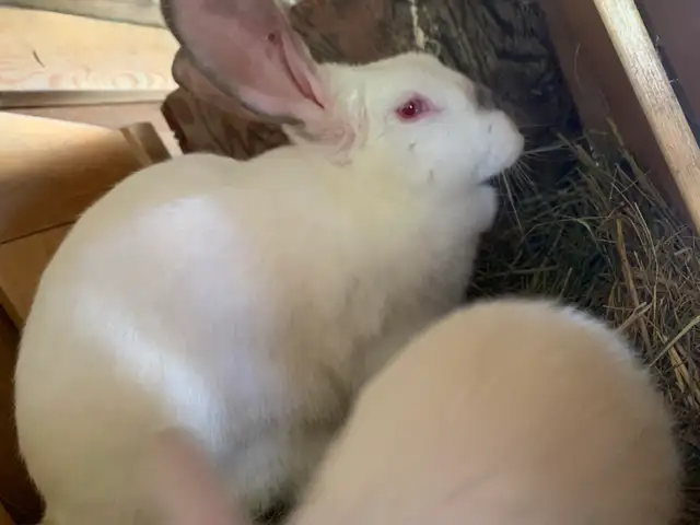 rabbit family