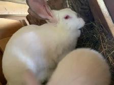 rabbit family