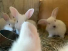 rabbit family - Photo 2