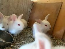 rabbit family - Photo 3