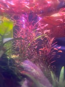 Rotala Rotundifolia Blood Red