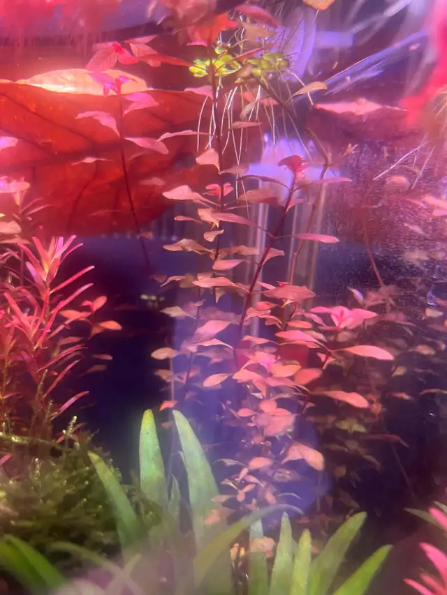 Ludwigia Super Red