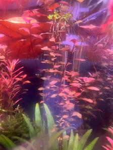 Ludwigia Super Red