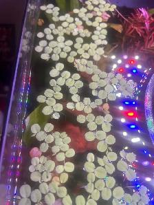 Ludwigia Super Red - Photo 2