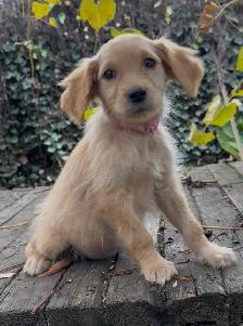 golden doodle golden retriever