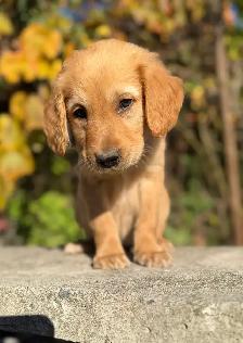 golden doodle golden retriever - Photo 2