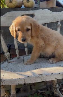 golden doodle golden retriever - Photo 6