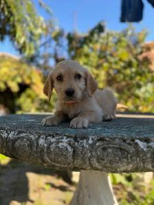 golden doodle golden retriever - Photo 8