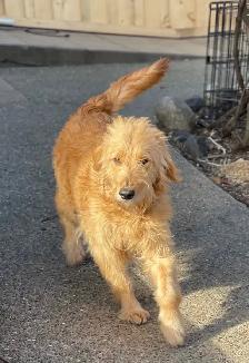golden doodle golden retriever - Photo 9