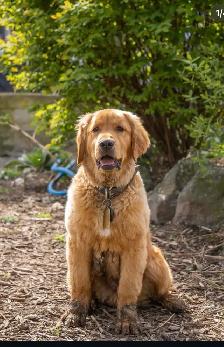 golden doodle golden retriever - Photo 10
