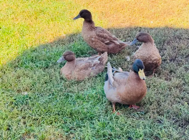 Khaki  Campbell Ducks  (breeding group)