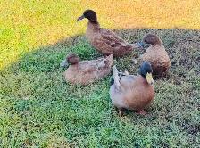 Khaki  Campbell Ducks  (breeding group)