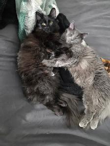 Two Cats for Rehoming