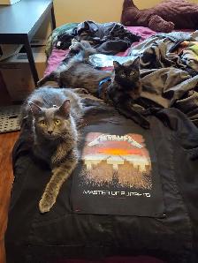 Two Cats for Rehoming - Photo 2