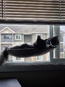 Two Cats for Rehoming - Photo 3