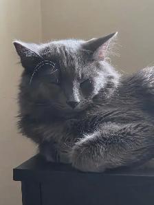 Two Cats for Rehoming - Photo 4