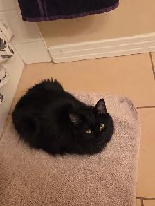 Two Cats for Rehoming - Photo 5