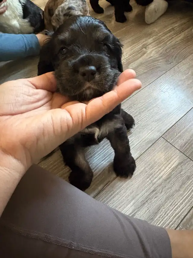 Épagneul Cocker Spaniel