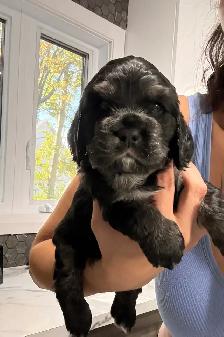 Épagneul Cocker Spaniel - Photo 2