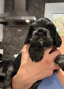 Épagneul Cocker Spaniel - Photo 3