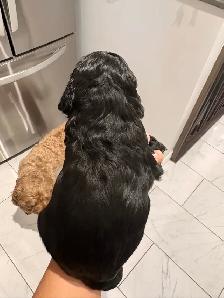 Épagneul Cocker Spaniel - Photo 4