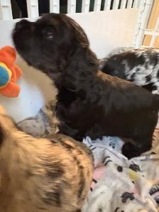 Épagneul Cocker Spaniel - Photo 6