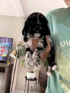 Épagneul Cocker Spaniel - Photo 7