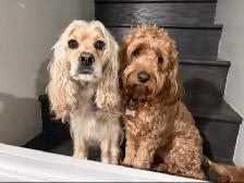 Épagneul Cocker Spaniel - Photo 8