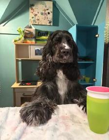 Épagneul Cocker Spaniel - Photo 9